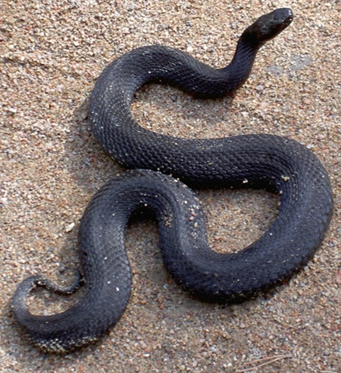 Обыкновенная гадюка (Vipera berus)