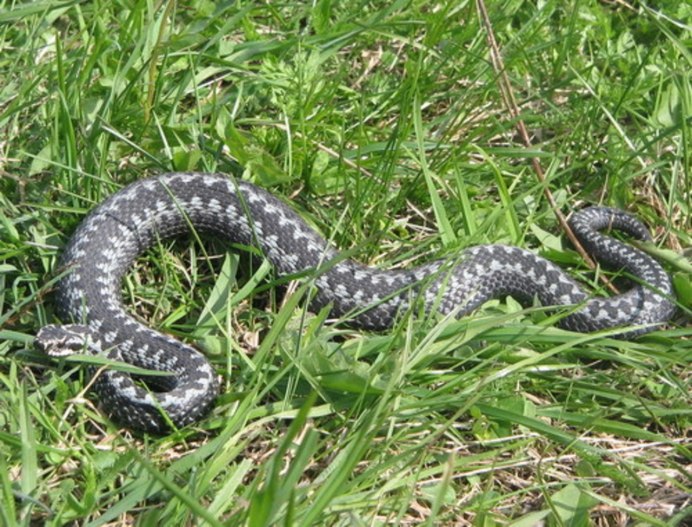 Vipera berus гадюка