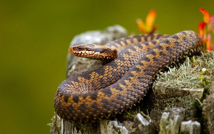 Тигровый уж Rhabdophis tigrinus