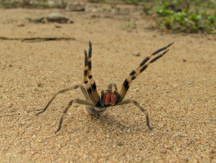 Бразильский паук