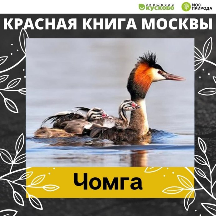Утка хохлатая чомга
