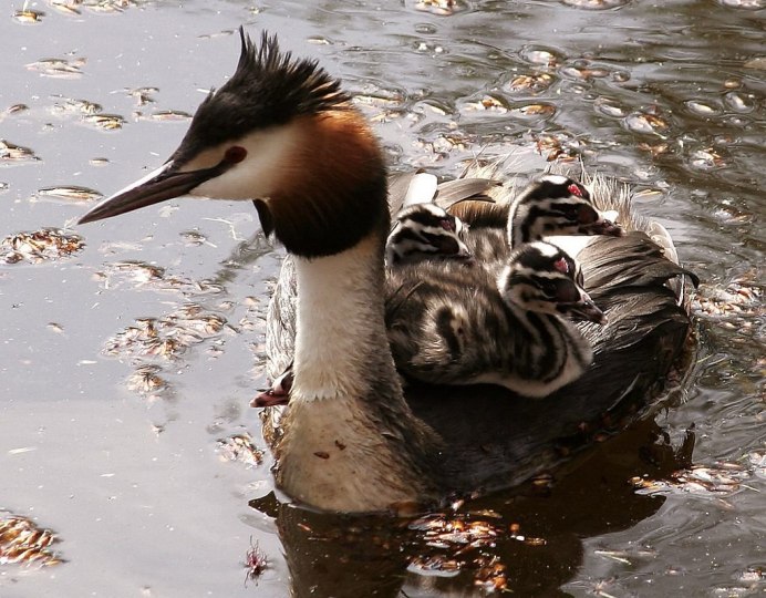 Чомга птенец