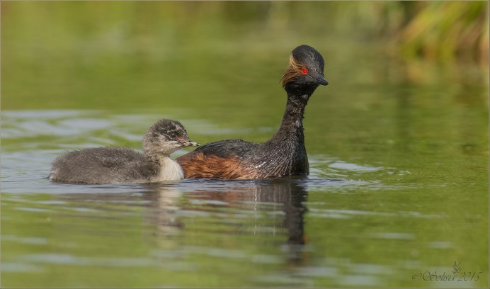 Утка Черношейная поганка