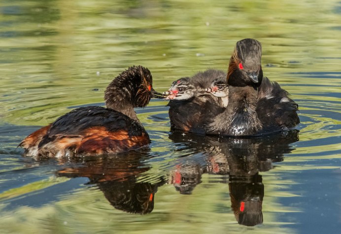 Малая поганка птенец