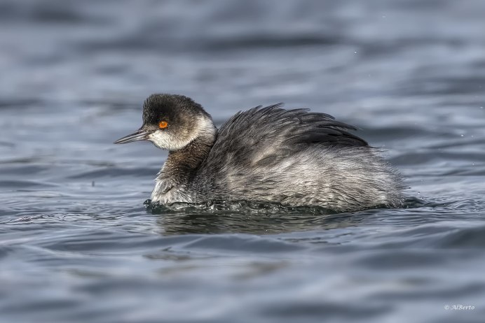 Чомга птенец