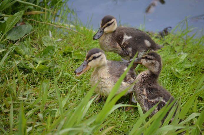 Атитланская поганка