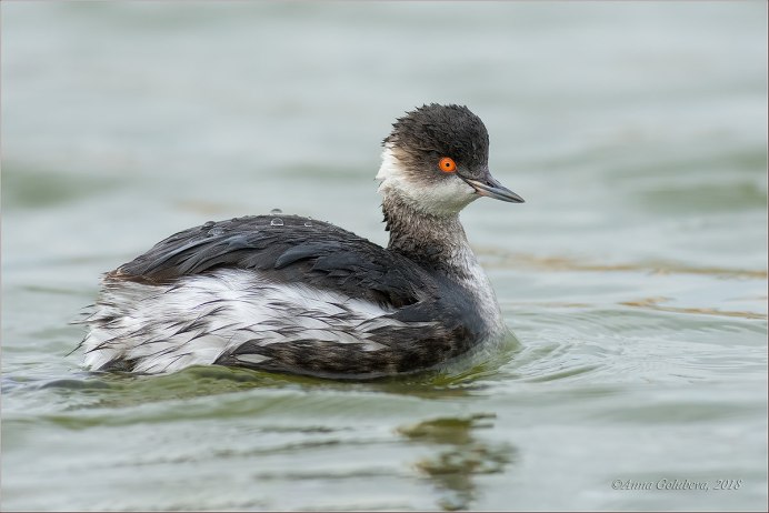 Черношейная поганка гнездо