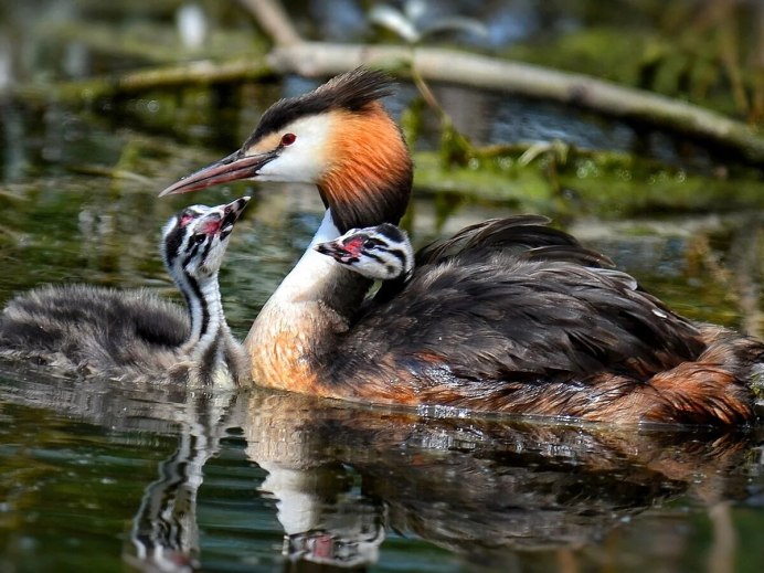Чомга Озерная