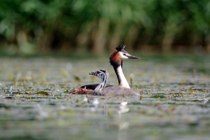 Утка поганка чомга