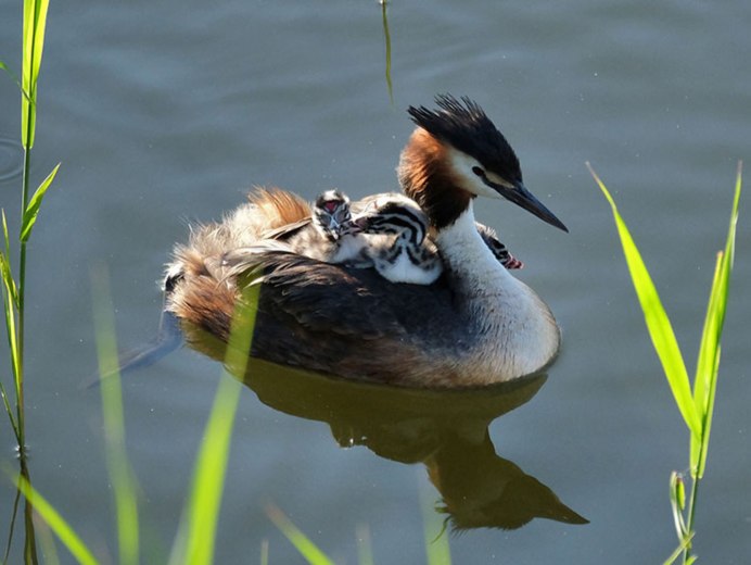 Серощёкая поганка птенцы