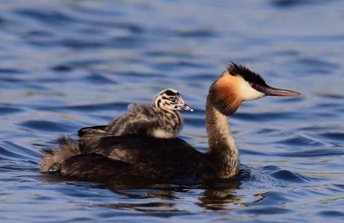 Поганка птица птенец