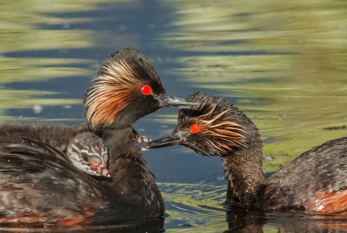 Чомга хохлатая