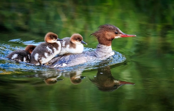 Синяя птичка на пруду с утиным носом