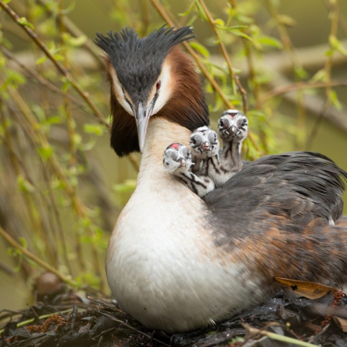 Утка Серощекая поганка