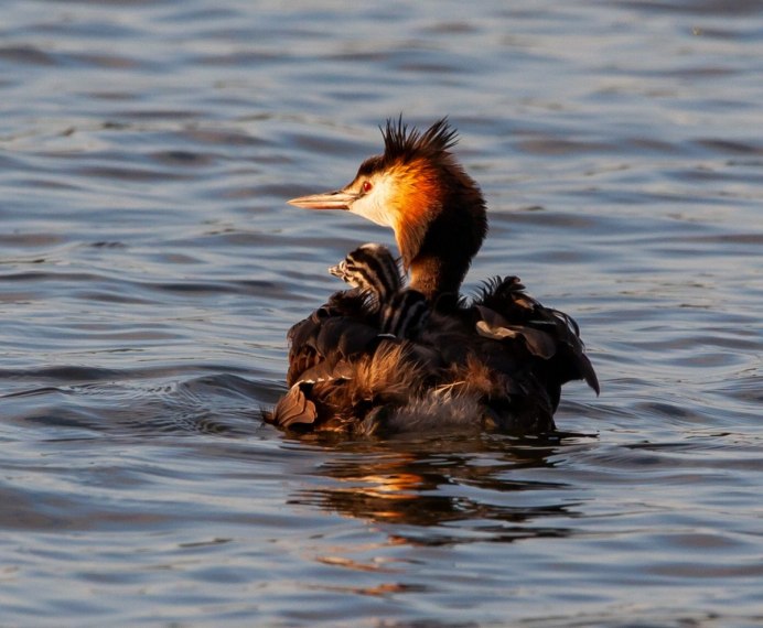 Утка хохлатая чомга