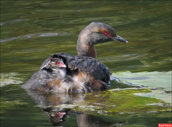 Чомга водоплавающая птицинец