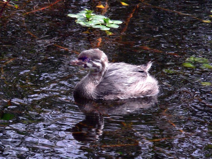 Большая поганка чомга