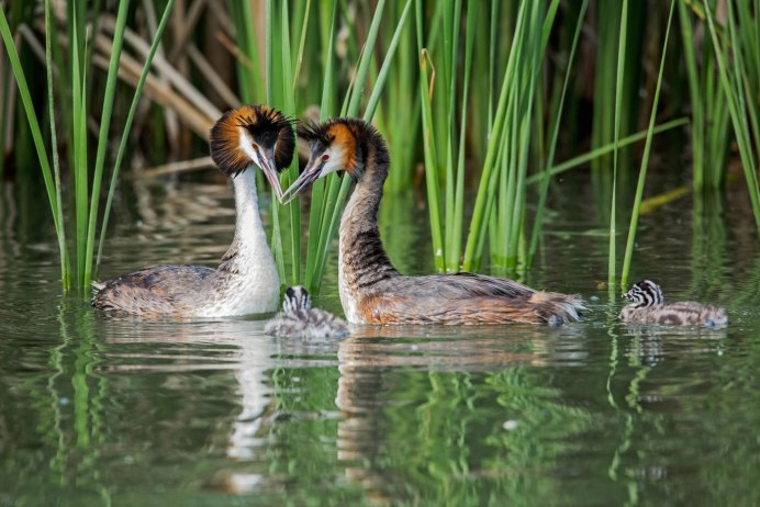 Гнездо чомги