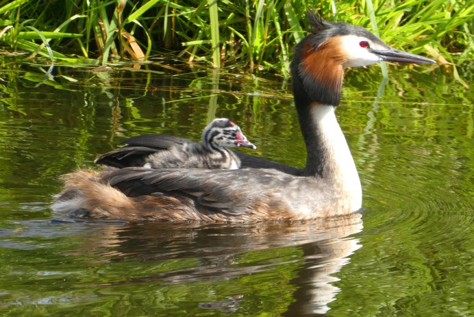 Утка чомга фото