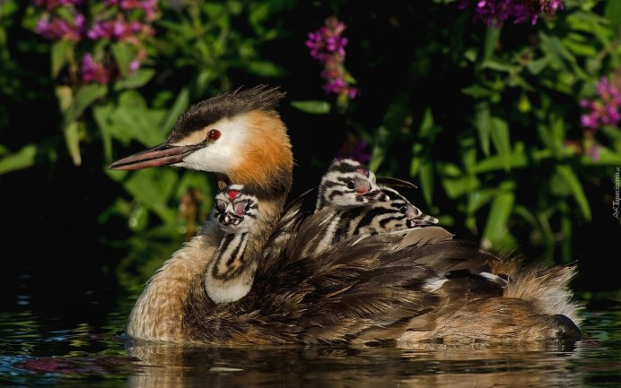 Крохаль птенец