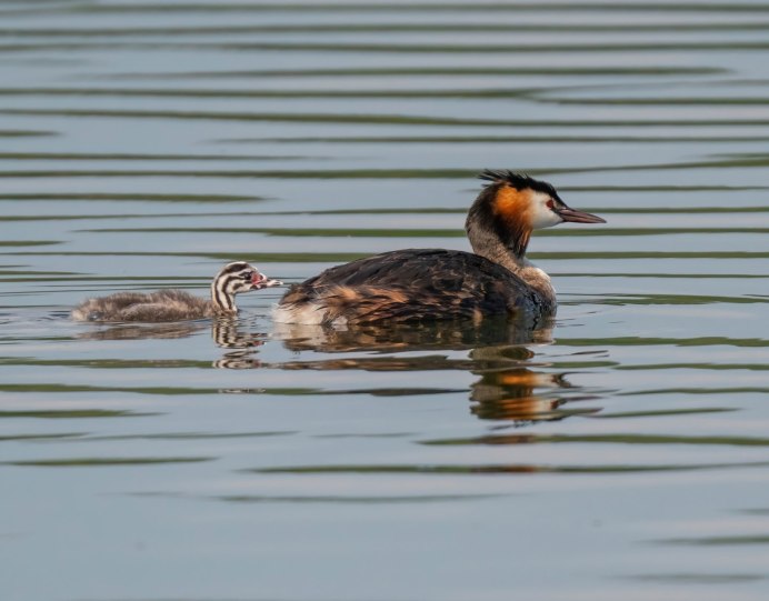 Чомга хохлатая