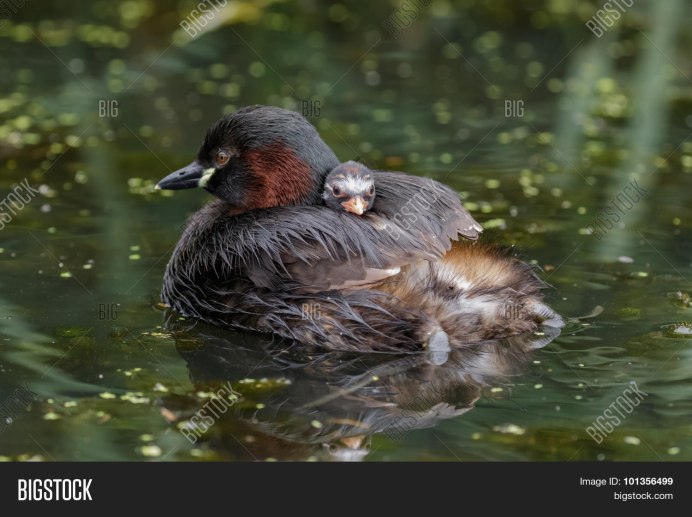 Черношейная поганка птенец