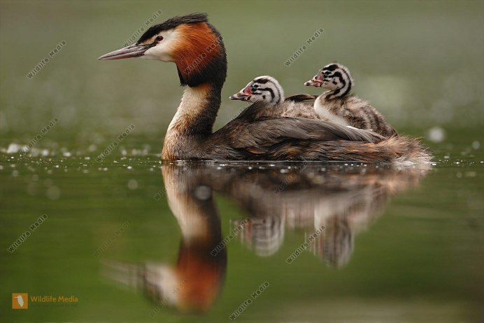 Чомга птица птенцы