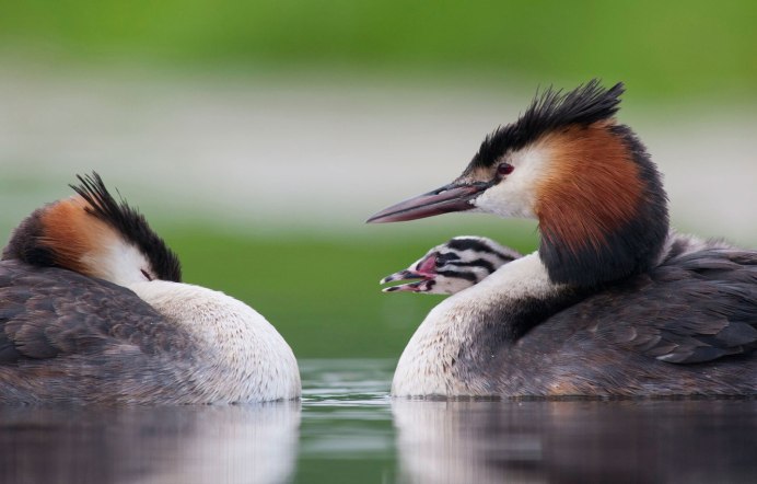 Утка Черношейная поганка