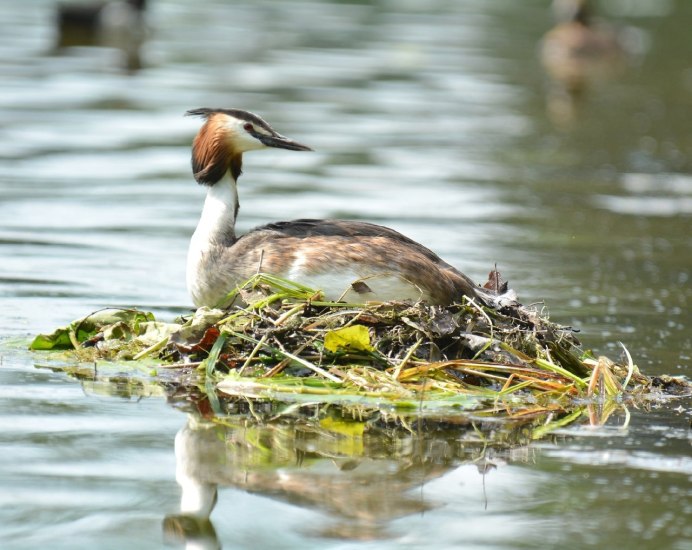 Большая поганка чомга птенец