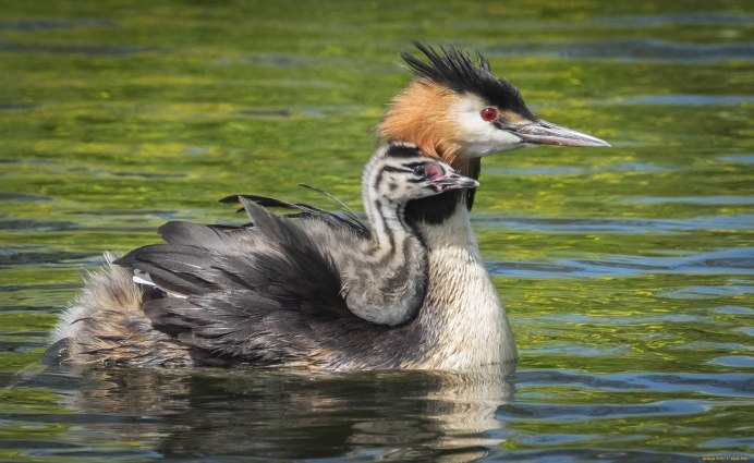 Чомга и ее домики
