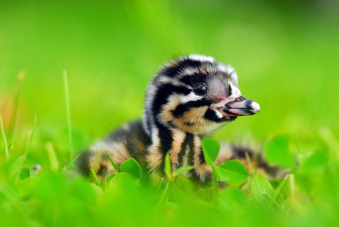 Утка крохаль длинноносый