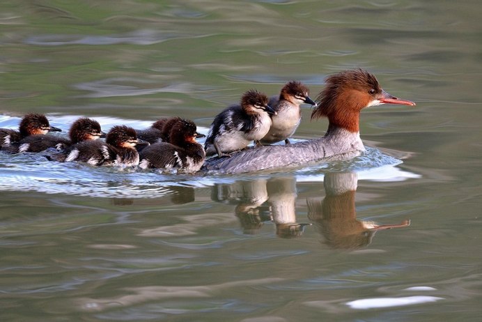 Красношейная поганка