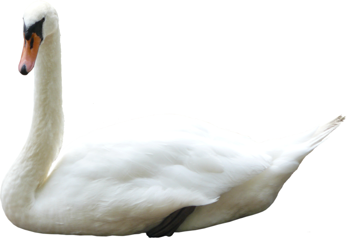 Лебеденок на белом фоне