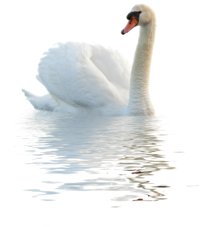 Лебедь на белом фоне