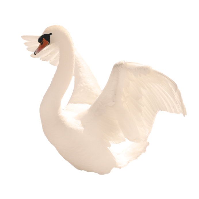 Лебеди на прозрачном фоне для фотошопа