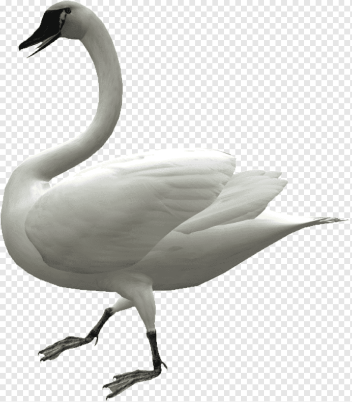 Лебедь на белом фоне