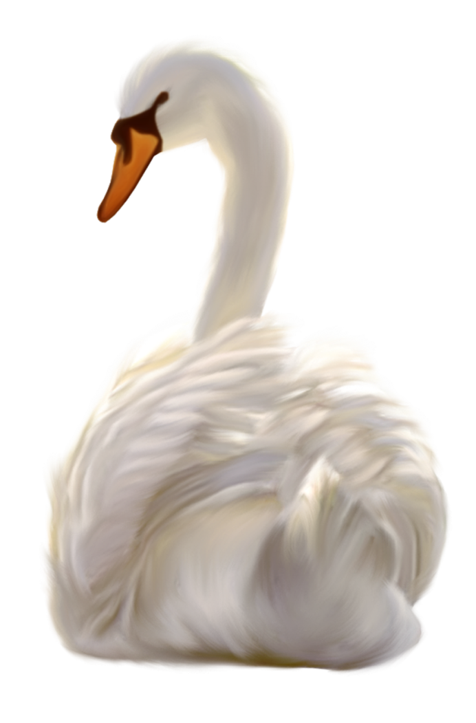 Черный лебедь на белом фоне