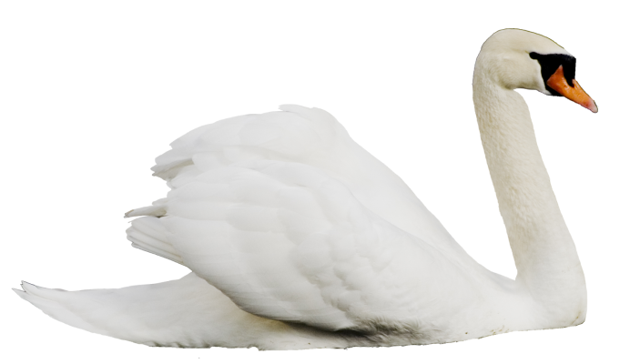 Лебедь на белом фоне