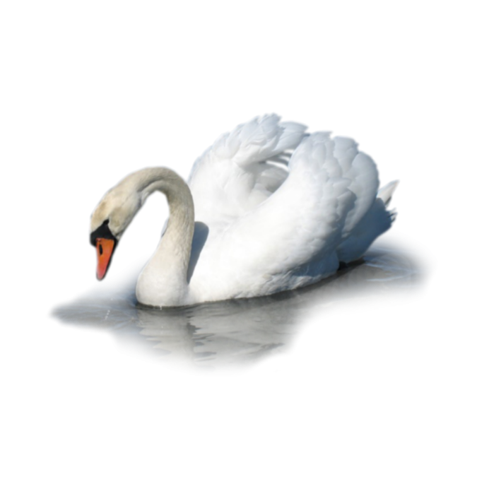 Малый лебедь на белом фоне