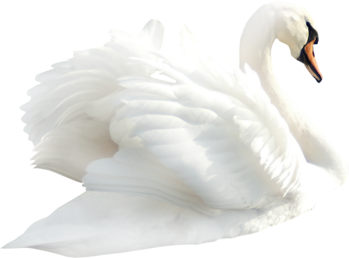 Лебедь на белом фоне