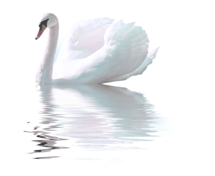 Лебедь на воде