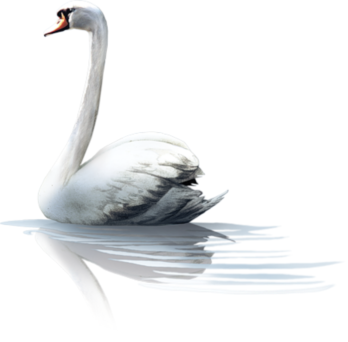 Гусята без фона