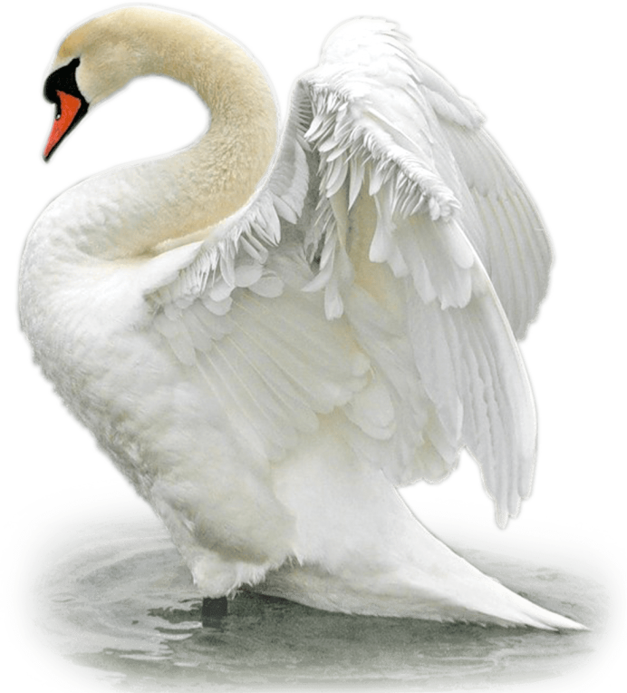 Лебедь новый белый/черный h-35см