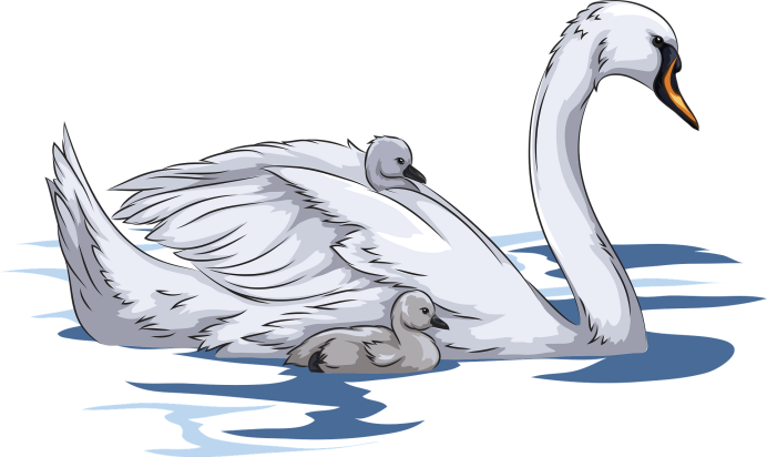 Какого цвета клюв у лебедя