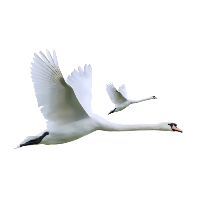 Лебедь на воде