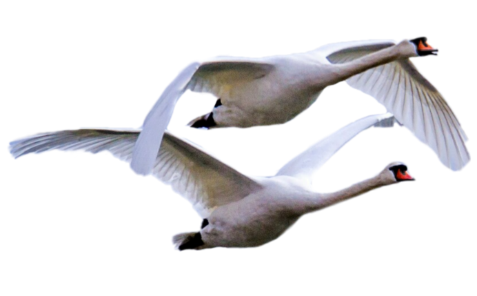 Садовая фигура "лебедь Фиби"