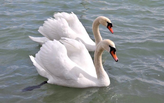 Лебедь мультяшный