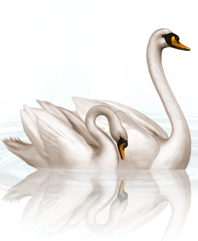 Малый лебедь на белом фоне