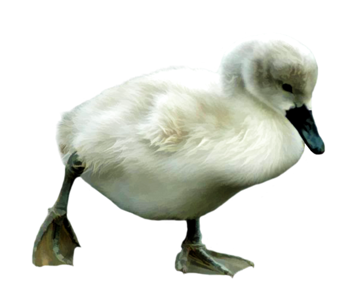 Гуси лебеди на белом фоне