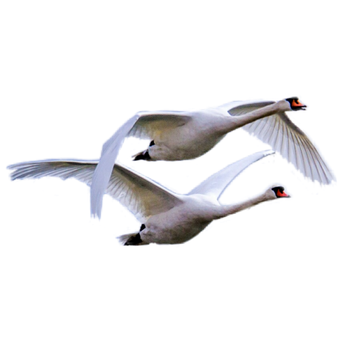 Лебедь на черном фоне